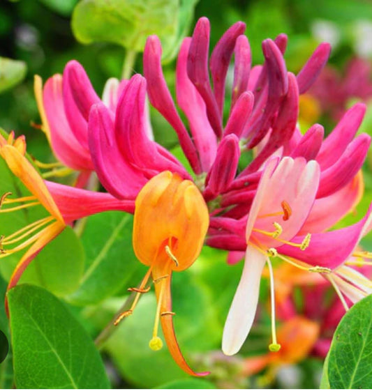 Honeysuckle and sandalwood