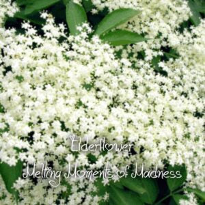 Elderflower